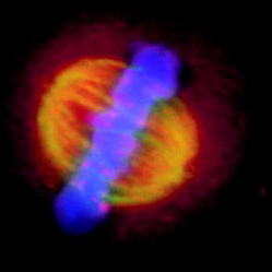 La célula se ve como dos mitades anaranjadas con una franja azul a lo largo del centro.