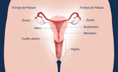 Ilustración de órganos femeninos: trompas de Falopio, ovarios, útero, endometrio, miometrio, cuello uterino, vagina.