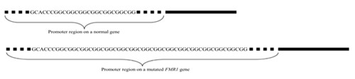 región de parámetros en un gen normal y región de parámetros en un gen FMRI mutado