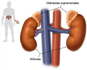 Silueta de una persona, con los riñones ilustrados en su ubicación en el cuerpo, y un acercamiento con los nombres del riñón y las glándulas suprarrenales.
