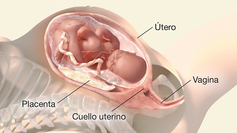 Un corte transversal ilustrado de un abdomen femenino que lleva un feto, el feto se ha volteado y parece estar listo para el parto. El útero, la placenta, el cuello uterino y la vagina están etiquetados.