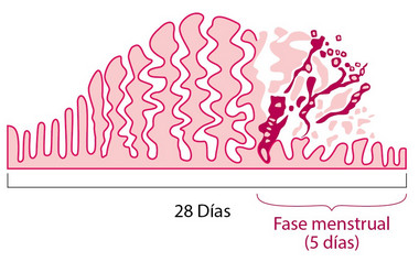 Revestimiento femenino del útero que es de 28 días con 5 días de fase menstrual.